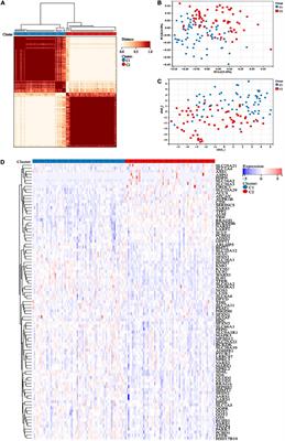 Prediction of prognosis and immunotherapy response of amino acid metabolism genes in acute myeloid leukemia
